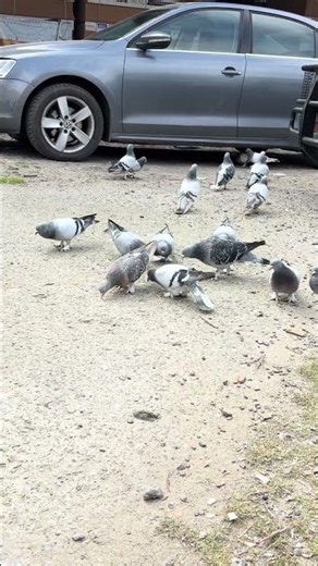 Pigeon Fancier Life: Anytime, Anywhere!