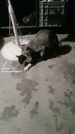 Gato apareandose con Gata