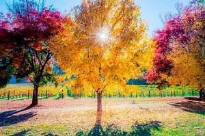 Without a doubt, one of the best destinations to visit during Autumn in Australia. | Bright & Surrounds