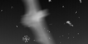 Batcopter Does High-Tech Robotic Bat Harassment for Science