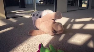 9.1K views · 224 reactions | Stephen and Janet being hilarious. ❤️ | Rancho Relaxo | Facebook