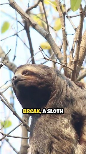 Sloths Risk Their Lives… to Poop?! 🦥💩