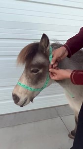 Donkey Halter NEW Figure 8 Design, Add Breakaway Tab or Snap, Handmade USA by Halter All, 37 Colors/patterns Custom Nylon, 10yrs in Business - Etsy