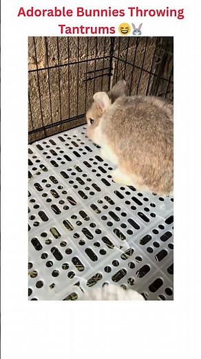 Adorable Bunnies Throwing Tantrums 😆🐰 | Funny Bunny Moments #shorts