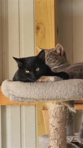 We almost pitched this little short cat tree when the kittens moved to the barn post surgery. It had seen better days. They love it so much. A lot of love happens here. ❤️ | Red Tail Ranch