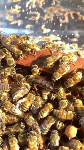 Black Queen Bee Egg Laying Close-Up 🐝