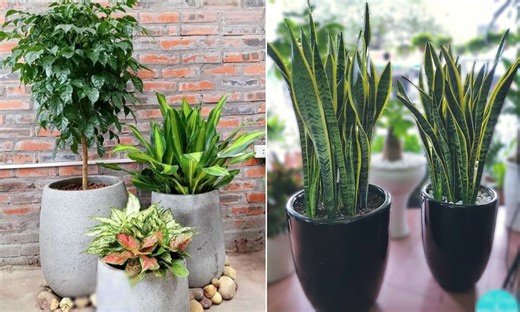 Số lượng cây cảnh trồng trong nhà nên lẻ hay chẵn để hợp phong thủy? Đừng bỏ qua nếu muốn hút tiền tài