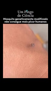 🦟🧬 Com a técnica CRISPR, é possível modificar geneticamente o mosquito, desativando um gene nas fêmeas. Isso faz com que sua probóscide se assemelhe à dos machos, tornando-as incapazes de perfurar a pele humana. 💡O sistema CRISPR/Cas9 é uma abordagem de engenharia genética que permite alterações no DNA das células. Este foi mais @umpingodeciencia por @wilerjrxd. 💧 📌 Via @viewsaddict - 🔸Siga @umpingodeciencia 🐠 Você curte aquarismo? Use nosso código PINGO5 para ganhar 5% de desconto na com