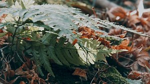 Ferns, Plant, Vascular Plants. Free Stock Video