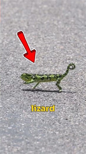 Why is this lizard dancing? 🦎💃