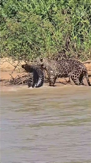 A jaguar attacks a caiman