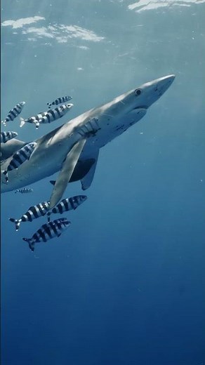 True Ocean Wanderers, Blue Sharks