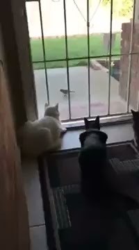 Dog Scares Cats Watching Birds
