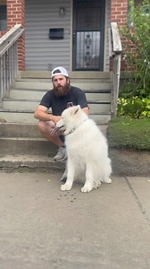 Does your dog ever settle down? ⬇️ No, your dog does not have ADHD. No your overexcited puppy does not need medication. How often do you practice having your dog “do nothing”? If you don’t practice how can they master the ability to be calm? This is not a concept I would only use on my walks, but I would frequently use these inside my house as well! Don’t be afraid to put a leash on your dog, and just say for right now, in these next 10 to 15 minutes, we’re going to learn that doing nothing is d