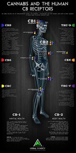 10,000-year History of CANNABIS use in the World