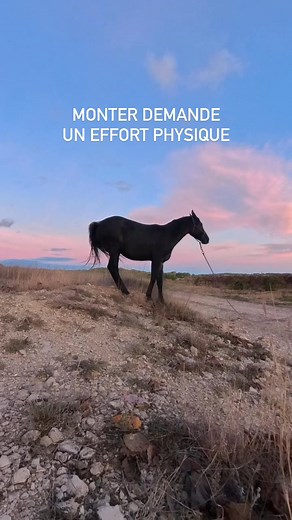 Reculer dans le dénivelé que ce soit en montant ou descendant permet d’améliorer le reculer en général, cela permet de connecter le cheval, d’améliorer sa musculature, de faire grandir sa confiance… Bref ça n’a que des avantages ! Facile ou pas facile pour ton cheval et toi ? Valérie www.juste-avec-mon-cheval.com #justeavecmoncheval #idéeschevaux #eduquetoncheval #horseeducation #ethologie #fawziistory | Juste avec mon cheval