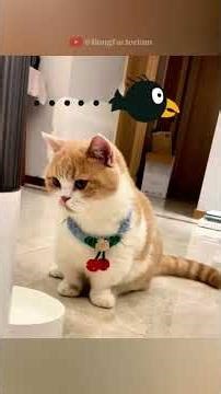 This cat knows how to be polite #animals #Funny #funnyanimals #love #cute #pets #cat