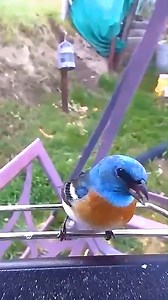 17 reactions | Discover new bird species in your backyard with our Perky-Pet Smart Camera Bird Feeders - like Patty who captured this stunning Lazuli Bunting! She was thrilled to spot this beauty in her yard for the first time after living in her home for 30 years. Thanks for the love, Patty! | Perky-Pet | Facebook