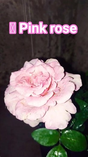 rose🌷🩷#garden video#viralshots #youtubeshorts#love#foruh #nature #flowerbeauty #rose video#new add..