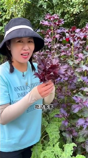 Grow Endless Perilla in Pots: Spring Planting Guide