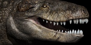This giant crocodile was an apex predator 166 million years ago