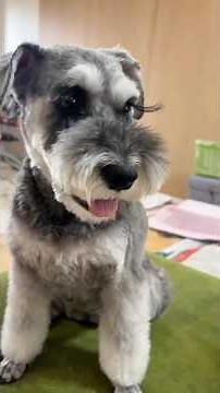 トリミング後 #ミニチュアシュナウザー # #miniatureschnauzer