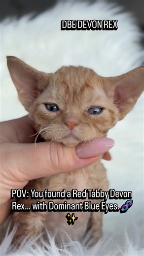 Gaze into those eyes and tell me you’re not obsessed. 🧿✨ This 5-week-old Red Tabby male #XcaliburCurlyPride is a true genetic marvel. Not only does he have those signature Devon Rex curls and a personality that’s already larger than life, but he’s also rocking Dominant Blue Eyes (DBE) — a rare and breathtaking contrast against his fiery coat. He’s the perfect blend of alien looks and a heart of gold. If you’re looking for a companion who is as unique as they come, he might be the one. 📍 Based