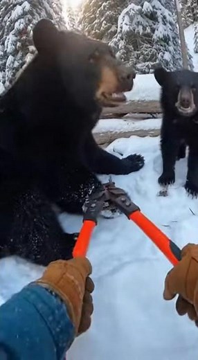 Black Bear Rescue From Hunter's Trap | Mother & Cub Escape to Safety