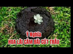 Ý Nghĩa Bông Hoa Lài Cắm Bãi Cứt Trâu