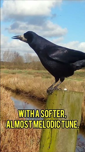 Have You Ever Heard a Rook Sing? You’ll Be Surprised by This Gentle Melody! 🐦🎶 #birds #crowsounds