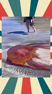 Lion's Mane Jellyfish | T.T.P-Animals