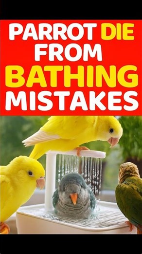 Parrot Bathing Mistakes 🚫 Safe Way to Wash Your Bird! | #shorts #lovebirds