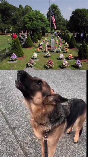 Heartwarming Retirement of a K-9 Police Dog After Nine Years of Service