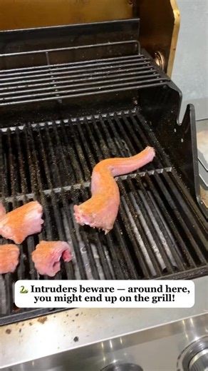 138 reactions · 14 shares | 望 Intruders will be whacked, skinned, and grilled for dinner. No animals were harmed in the making of this meal (except this one). ⚠️ Disclaimer: Primo Processing does not process reptiles — our employees just eat them to assert dominance. 126 CR 432 Hondo, TX  (830)521-DEER (3337)  Primo-Processing. com #PrimoProcessing #SouthTexas #Rattlesnake #HomeDefense #WesternDiamondbackRattlesnake | Primo Processing | Facebook
