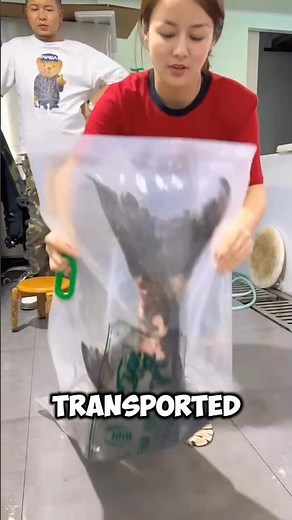 FISH ON THE GO: The Live Fish Packing ProcessLiveFishPacking