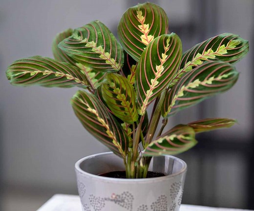 Maranta Leuconeura (Prayer Plant)-Care Guide