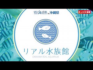 【2022年9月26日】リアル水族館 沖縄の海をお届け♪ ブセナ海中公園からライブ配信中♪| OKINAWA REAL AQUARIUM |