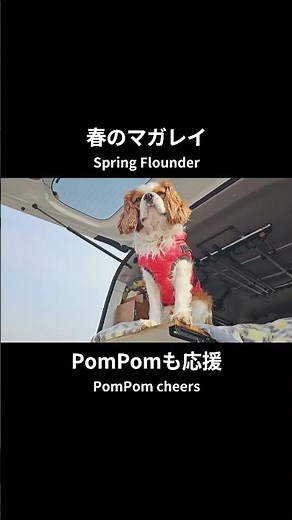 春の小樽マガレイ釣り｜33cm・28cmヒット＆PomPomと料理 #小樽 #マガレイ #春の釣り #PomPom #HookedOnHokkaido