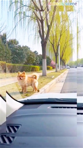 Dog pooping Disturb 😂😂 Car Harron 😂👈🚗 not mis this scene #shorts #shortsfeed #dog