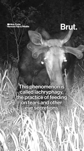 Moths drink moose tears