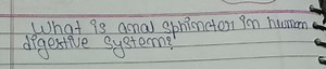 What is anal sphincter in human digestive system?... | Filo