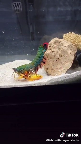 Mantis Shrimp Interaction in Aquarium