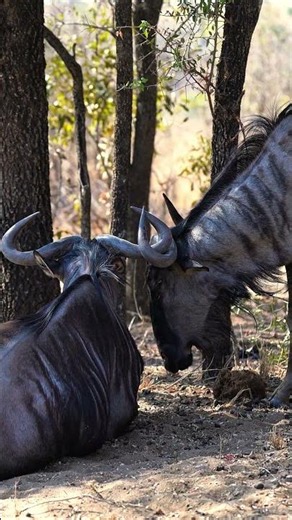 Wildebeest in Kruger, South Africa.