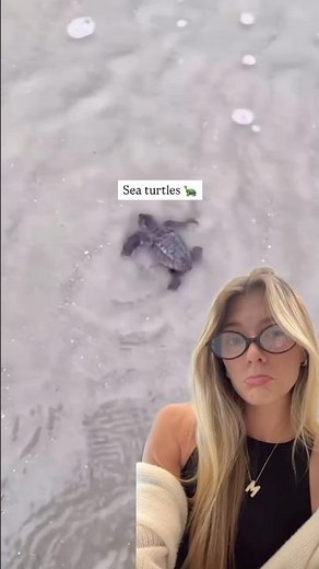 Sea Turtles in South Carolina: Where to Spot Them in Hilton Head & Myrtle Beach