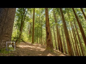 [4K Walk] Soothing Forest Therapy For Anxiety Relief | Instantly Calm Your Mind #virtualwalk