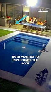 16M views · 165K reactions | This kitty was very curious about their pool, so he decided to investigate using a test subject. | The Kiwi | Facebook