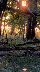 Une magnifique sortie au brame 🦌. #cerf #brame #foret #cervidés #reproduction | Taxidermie Viel
