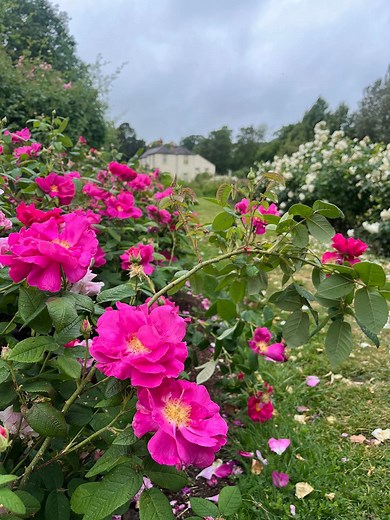 Did you know Morden Hall Park NT rose garden is an unusual example of an inter-war rose garden created by the last owner Gilliat Hatfeild around 1921, with a design ahead of it's time? Mr. Hatfeild was passionate about giving local children access to nature. He hosted annual parties in the grounds for local school children and their families until his death in 1941. His parties were known for being full of play with fairground style attractions and music, set against the backdrop of natural beau