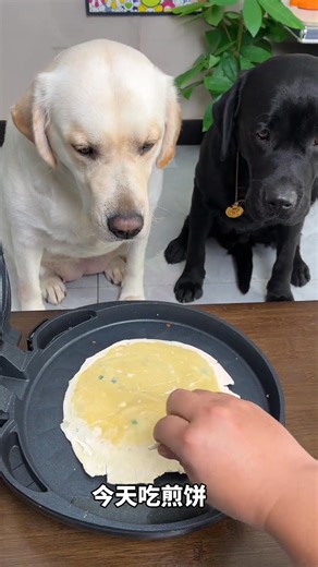 Funny dog prank | Foodie fun