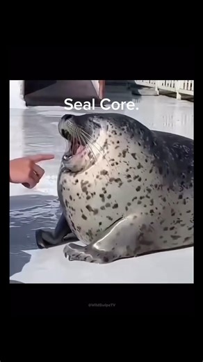 Seal Core.🦭✨